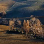Quindici Alberi