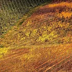 Quindici Alberi Serra deʼ Conti