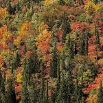 Quindici Alberi Lägenhet