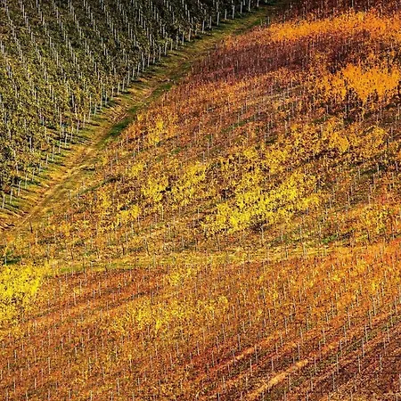 Quindici Alberi Serra deʼ Conti